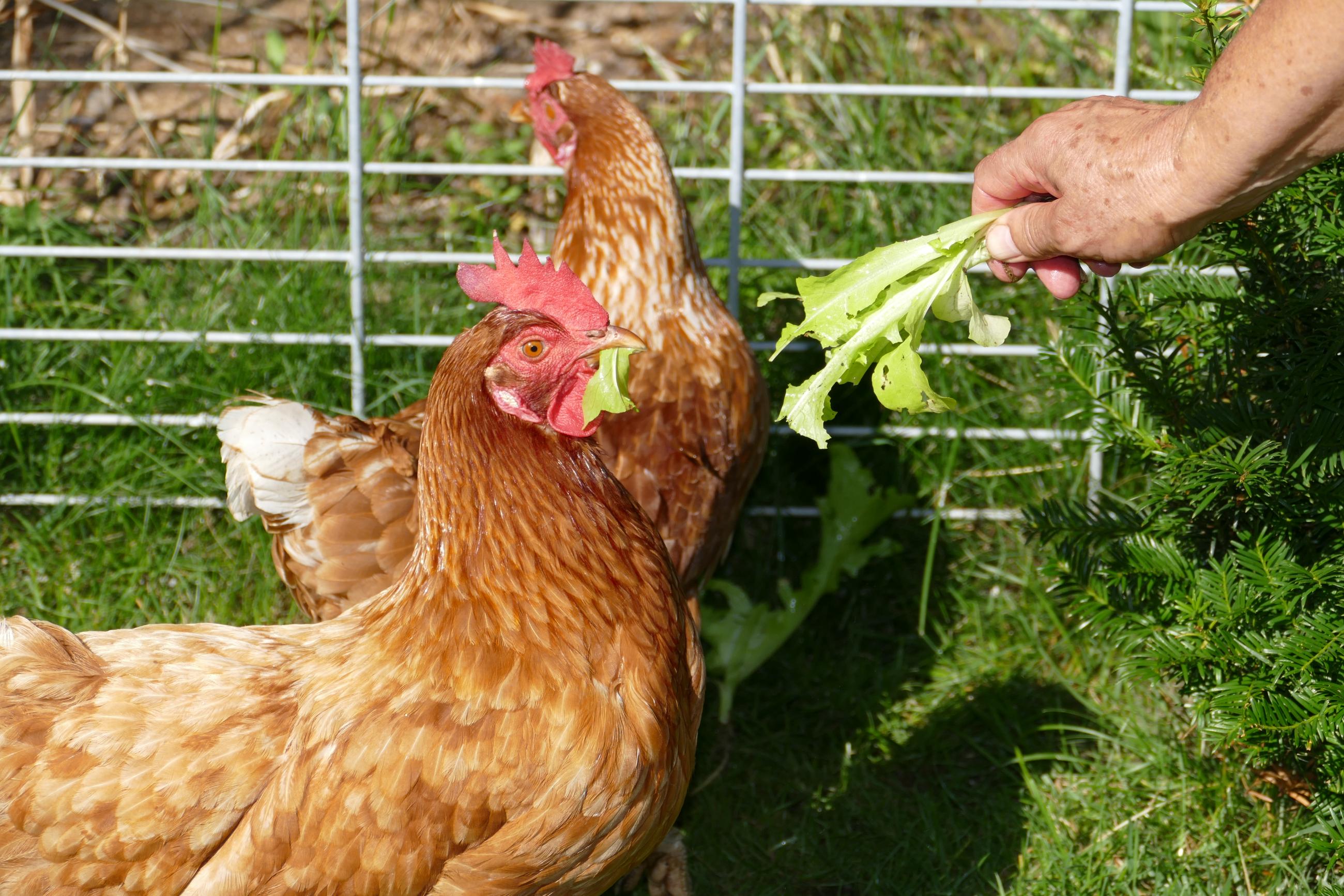 Hühnerhaltung im heimischen GartenHarburgDonauRiesAktuell