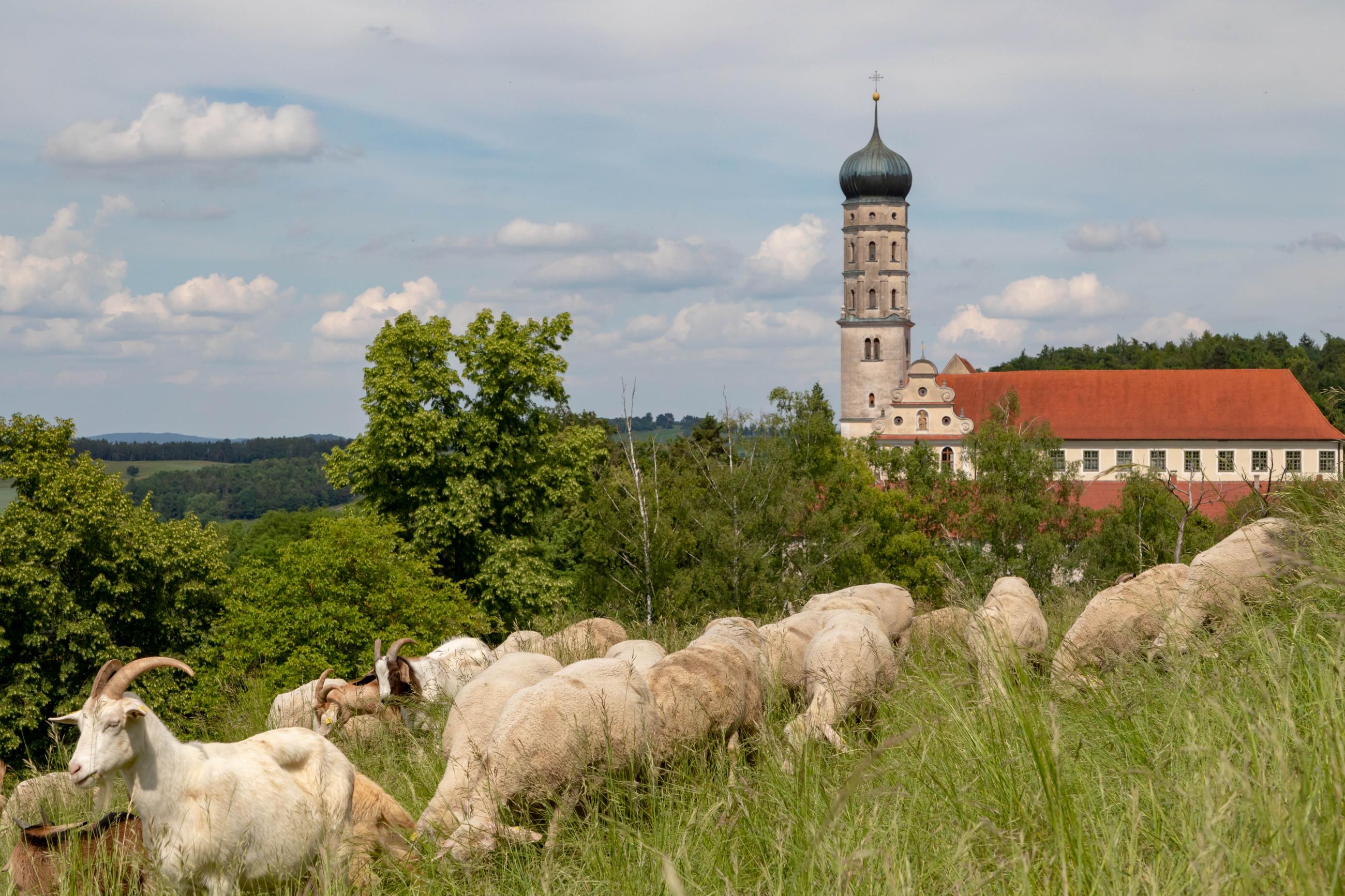 Der 5. DonauRieser Schaftag MönchsdeggingenDonauRiesAktuell
