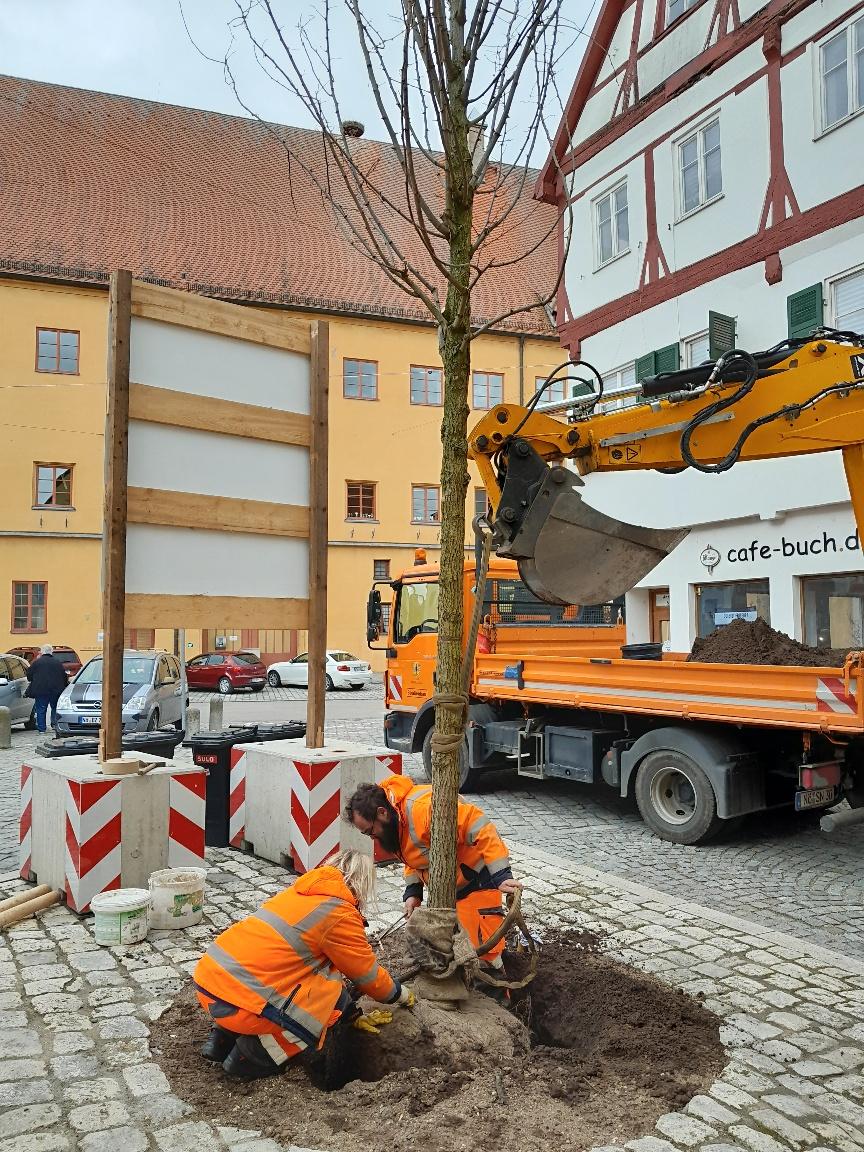 Baubetriebshof pflanzt 84 neue Bäume |Nördlingen|Donau-Ries-Aktuell