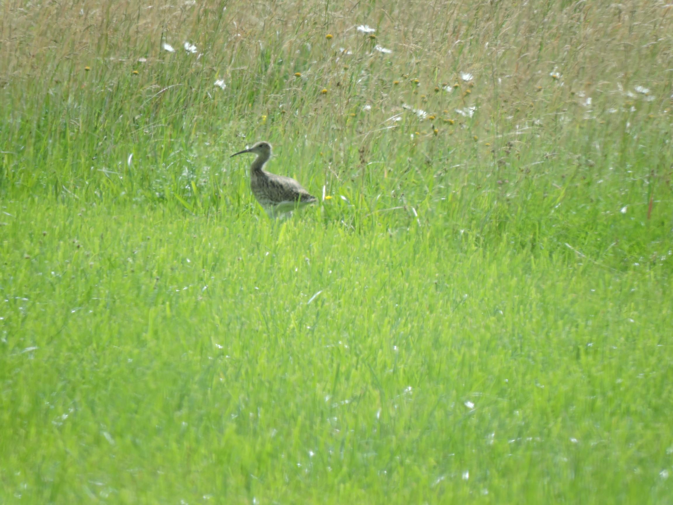 Ein gutes Jahr für bedrohte Vogelarten im Ries|Landkreis|Donau-Ries-Aktuell