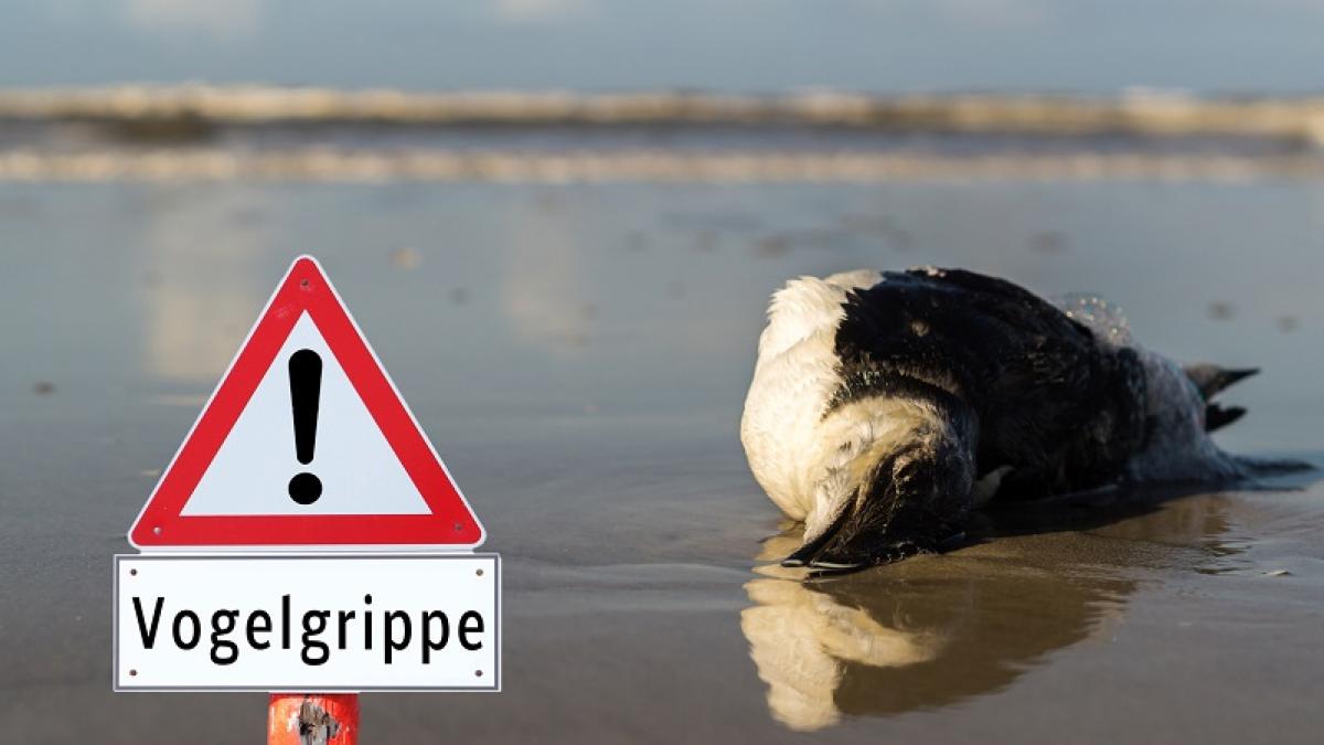 Verdacht-auf-Vogelgrippe-nun-auch-bei-ersten-Wildv-geln-im-Landkreis-Donau-Ries