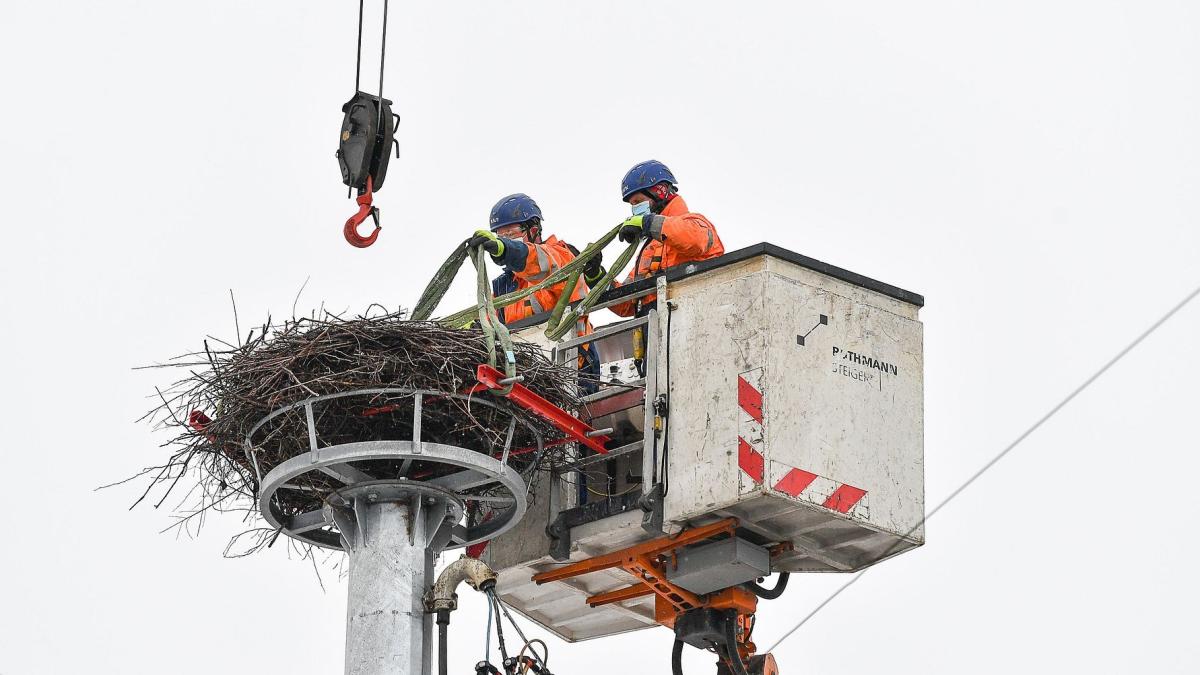 Nestpflege-am-Storchenhorst-in-Hei-esheim